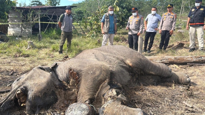 Kasus Anak Gajah Mati di TNTN, Ditreskrimsus Polda Riau Tetapkan Pemilik Lahan sebagai Tersangka